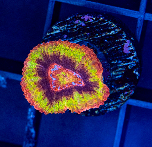 RAS Reverse Black hole sun Acan