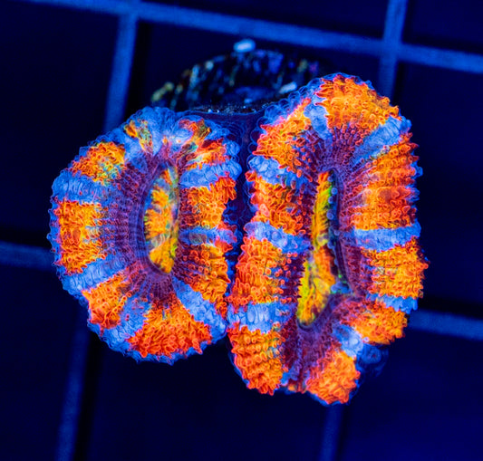 RAS Circus Sunset Rainbow Acan