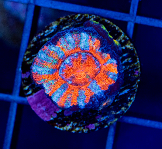 RAS Tiger Claw Rainbow Acan