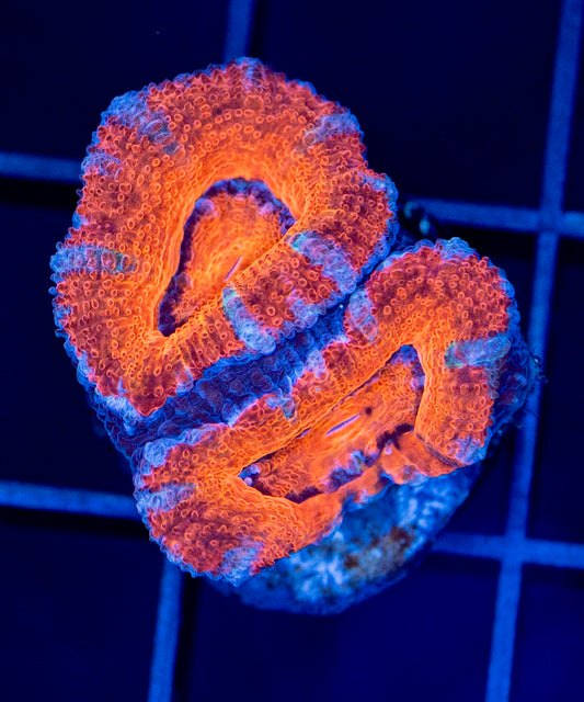 Acan Frag #5