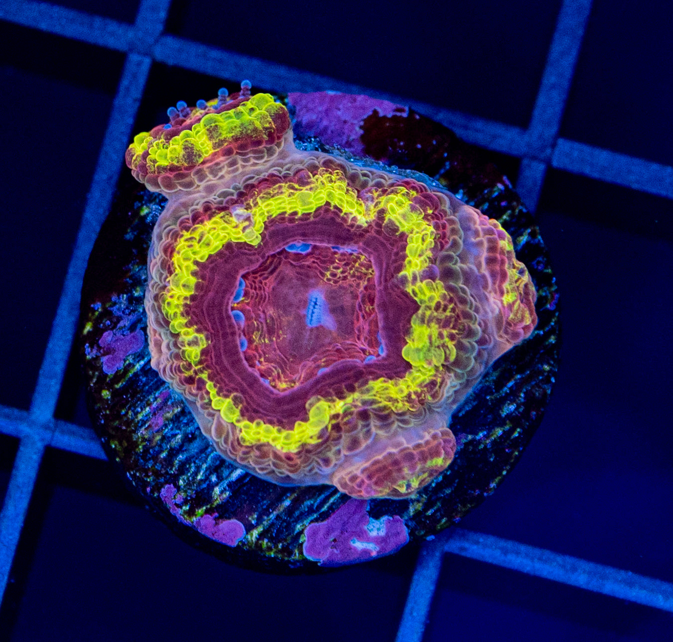 RAS Fireball Acan with babies WYSIWYG