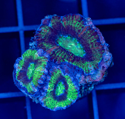 Acan Frag #2