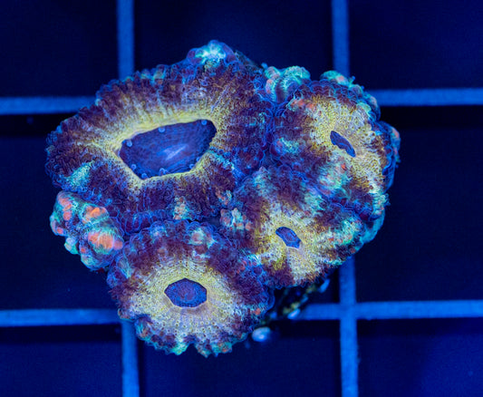 Acan