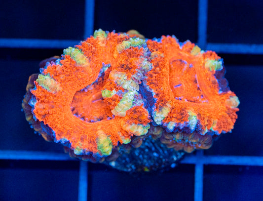 Acan Frag #15