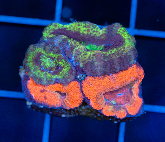 Acan Combo
