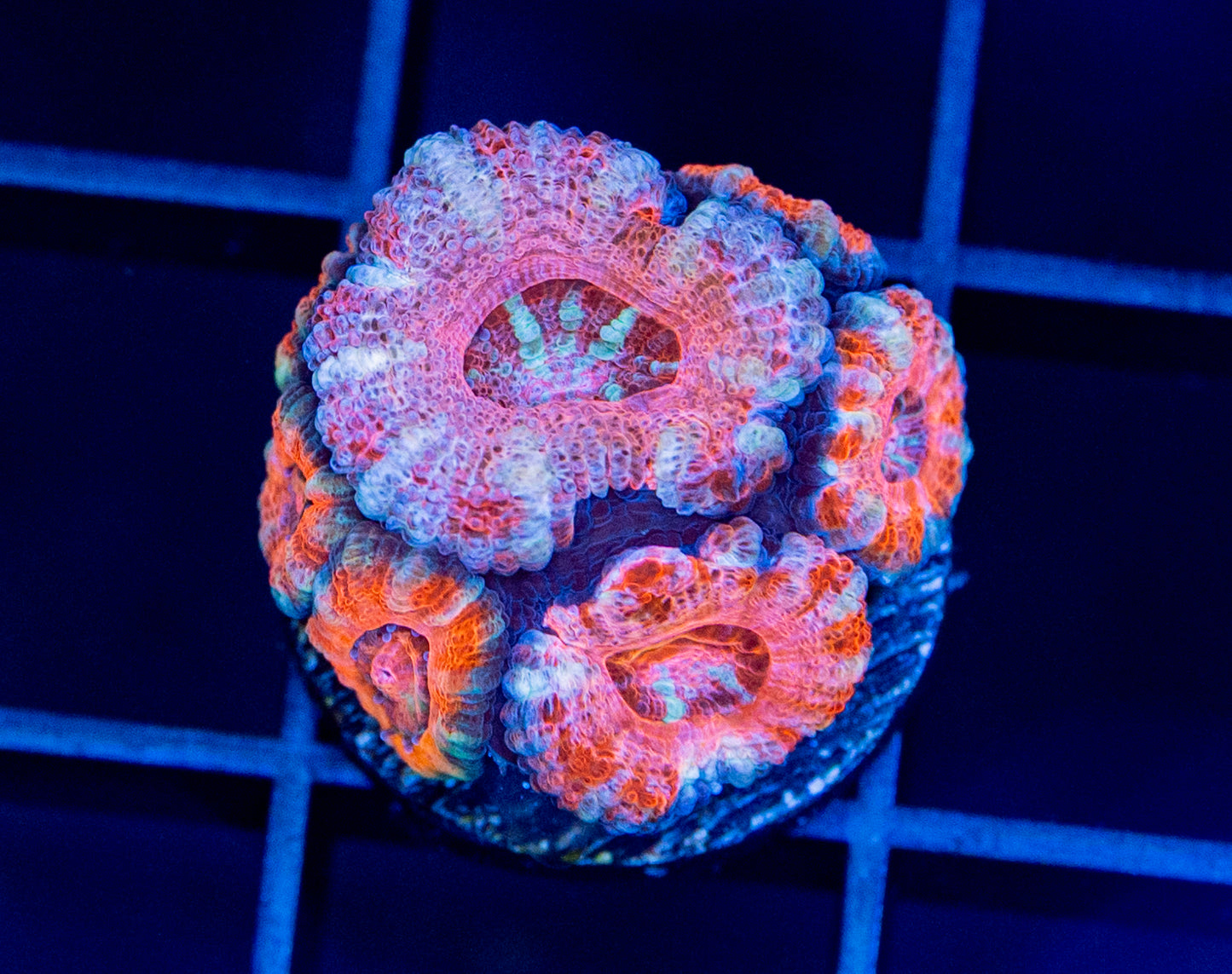 Pink Acan