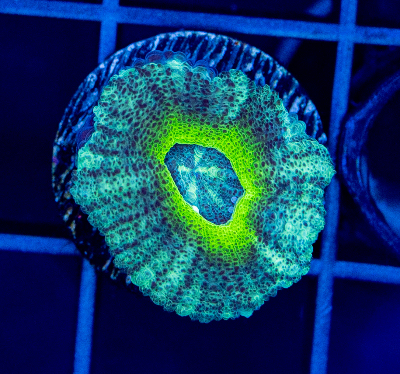 Asian Acan