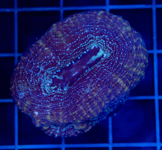 blue purple Bowerbanki