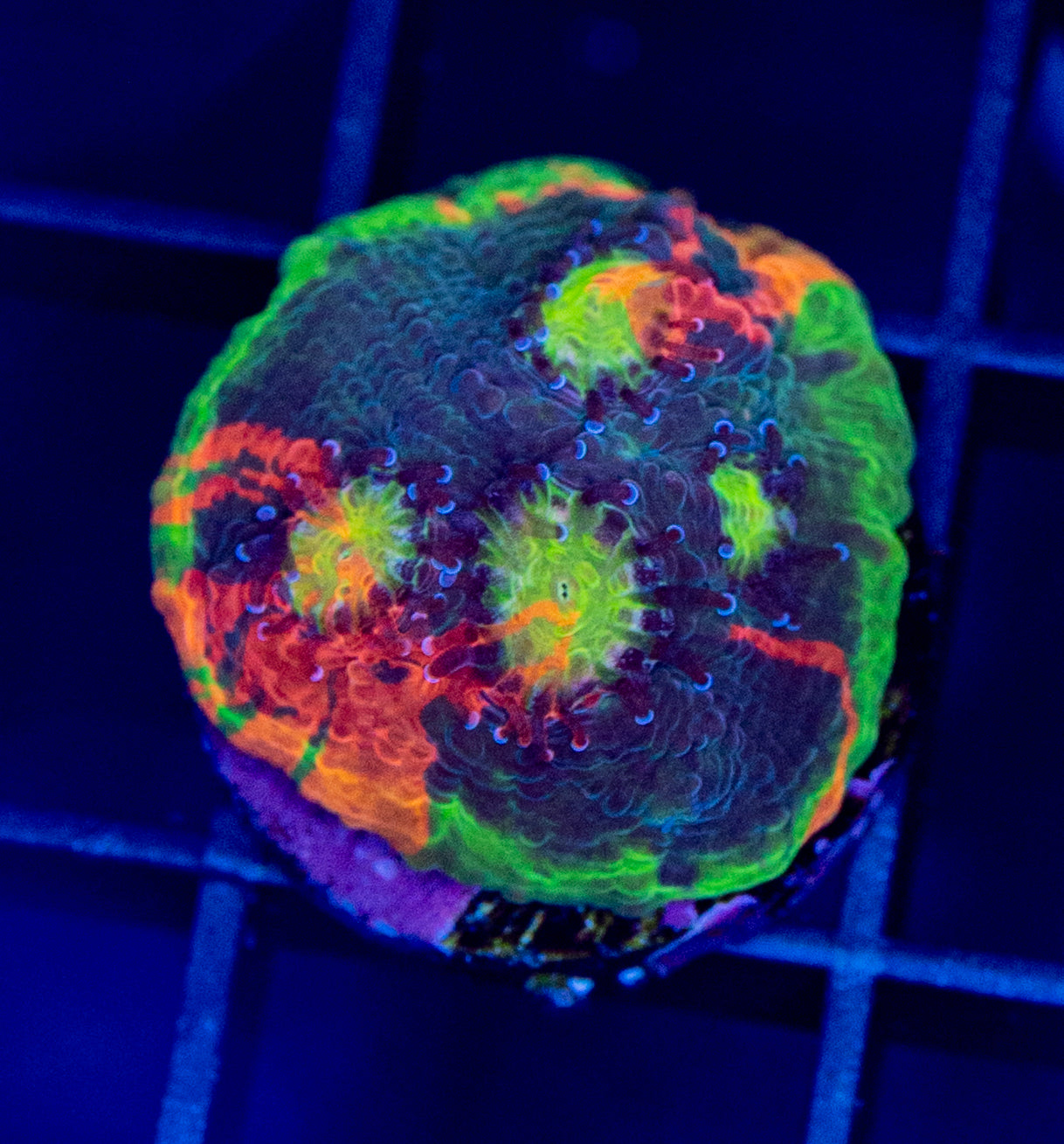 Dynamite Rainbow Chalice