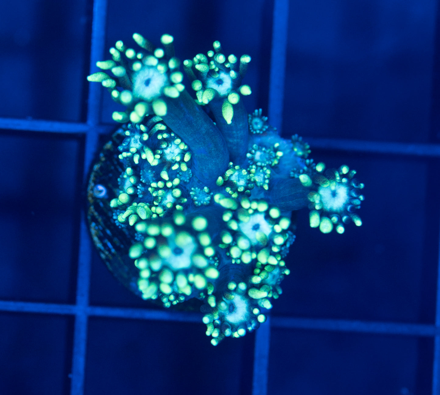 Goni frag #12