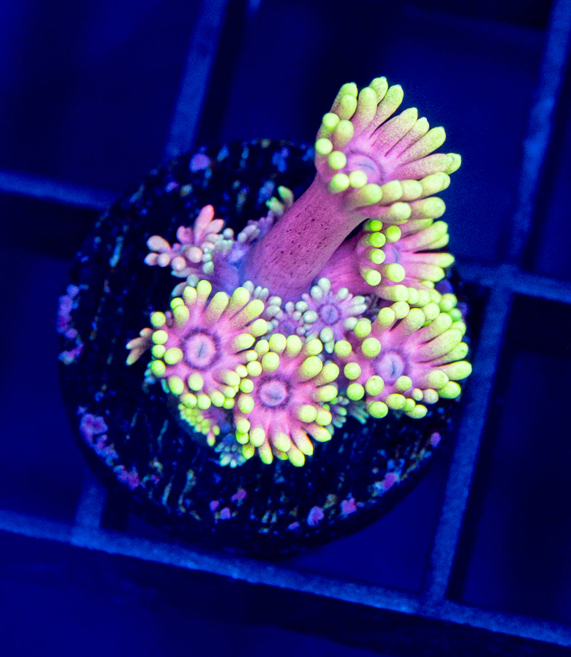 Goniopora/Alveopora – Reef Aquaculture Specialists Goniopora/Alveopora – Reef Aquaculture Specialists
