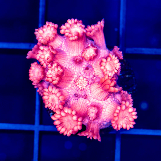 Pink Goni
