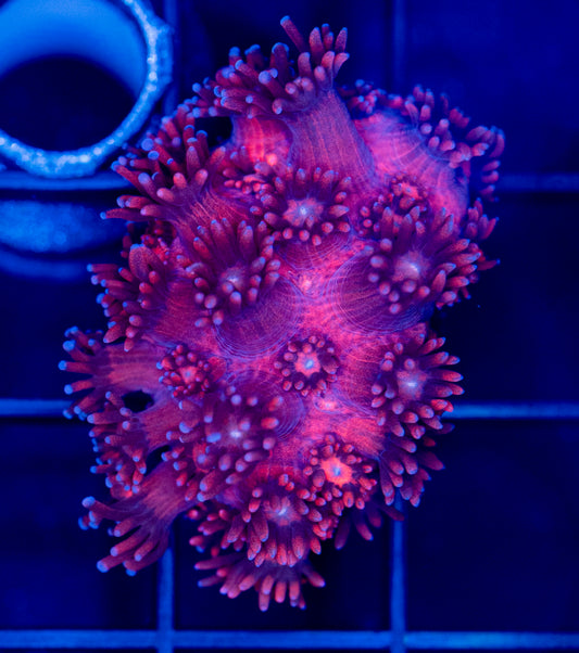 Red Goni