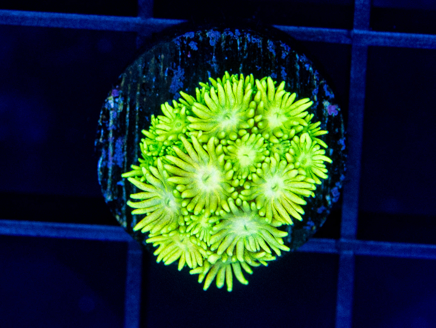 RAS Toxic Lime Goni
