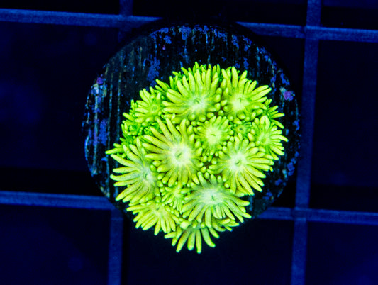 RAS Toxic Lime Goni