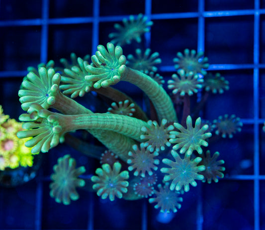 Alveopora