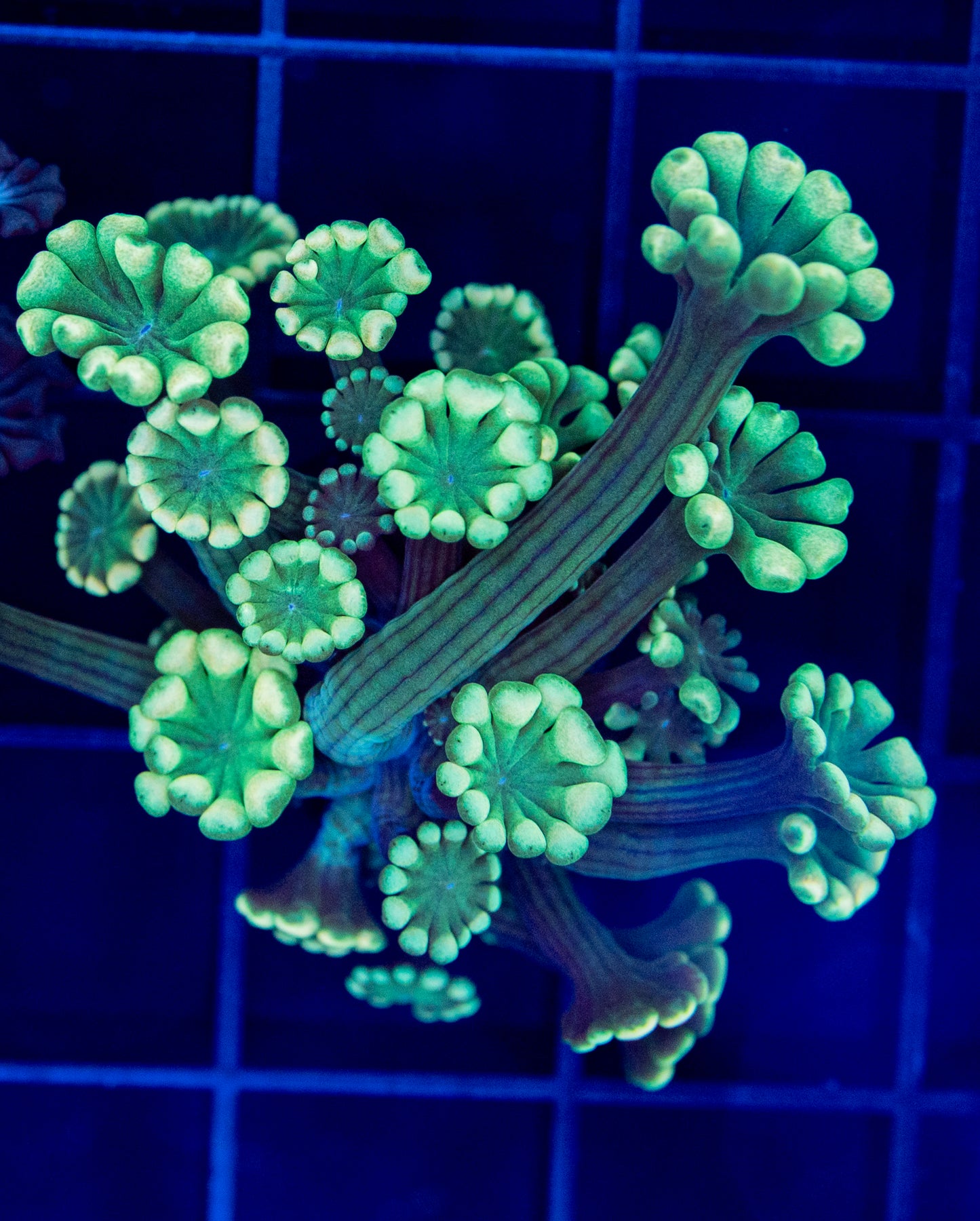 Yellow tips alveopora