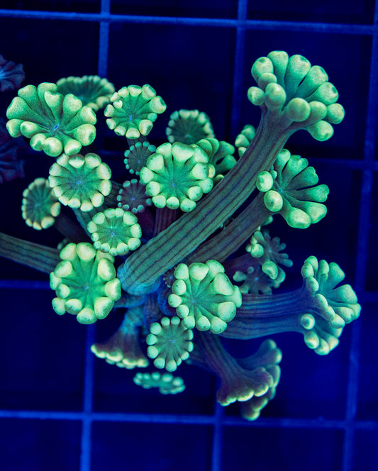 Yellow tips alveopora