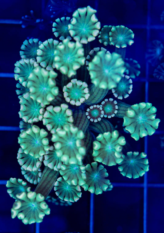 peach tips Alveopora
