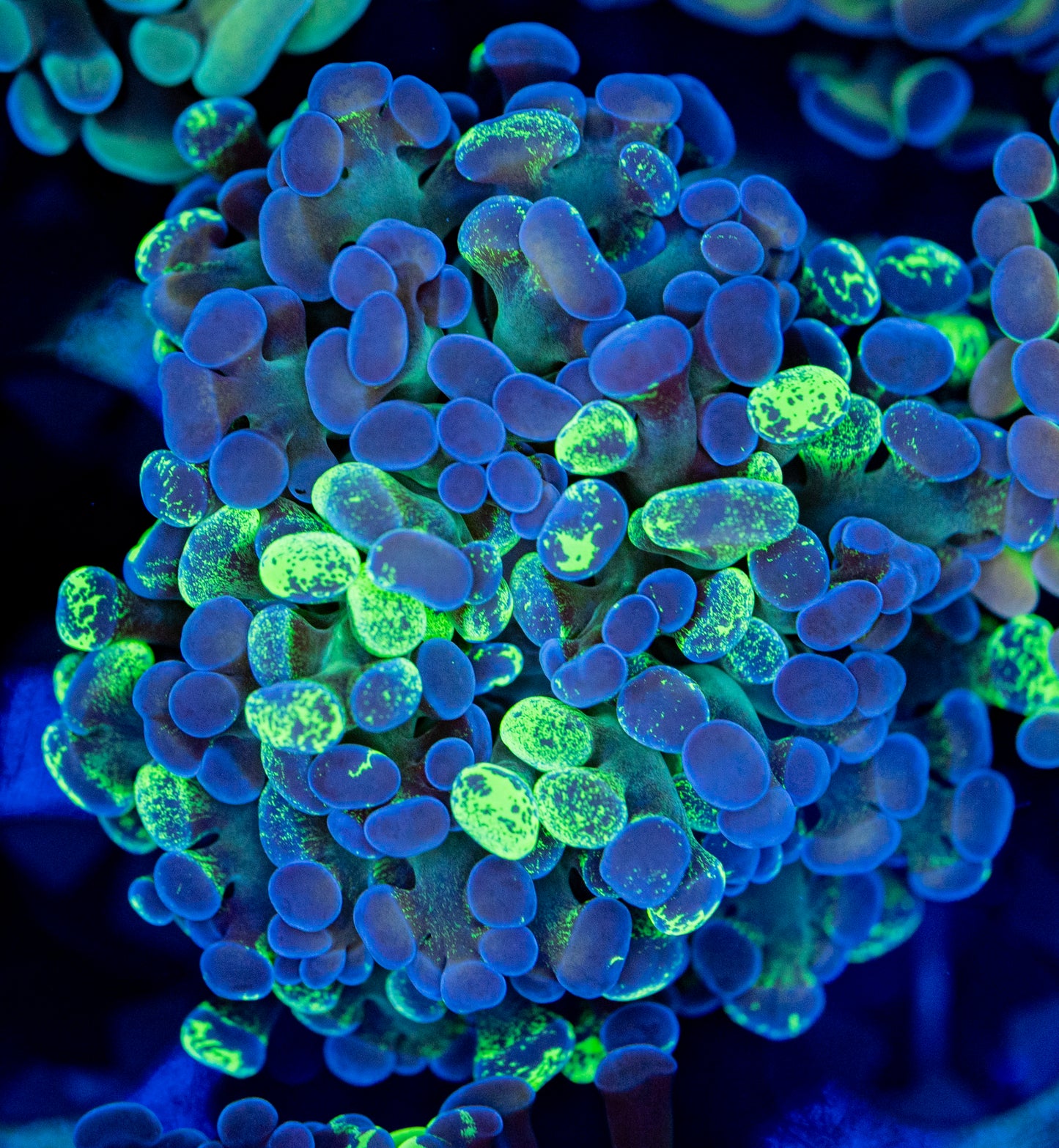 Bio colors (with gold) Hammer