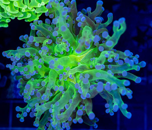 Blue tips Frogspawn