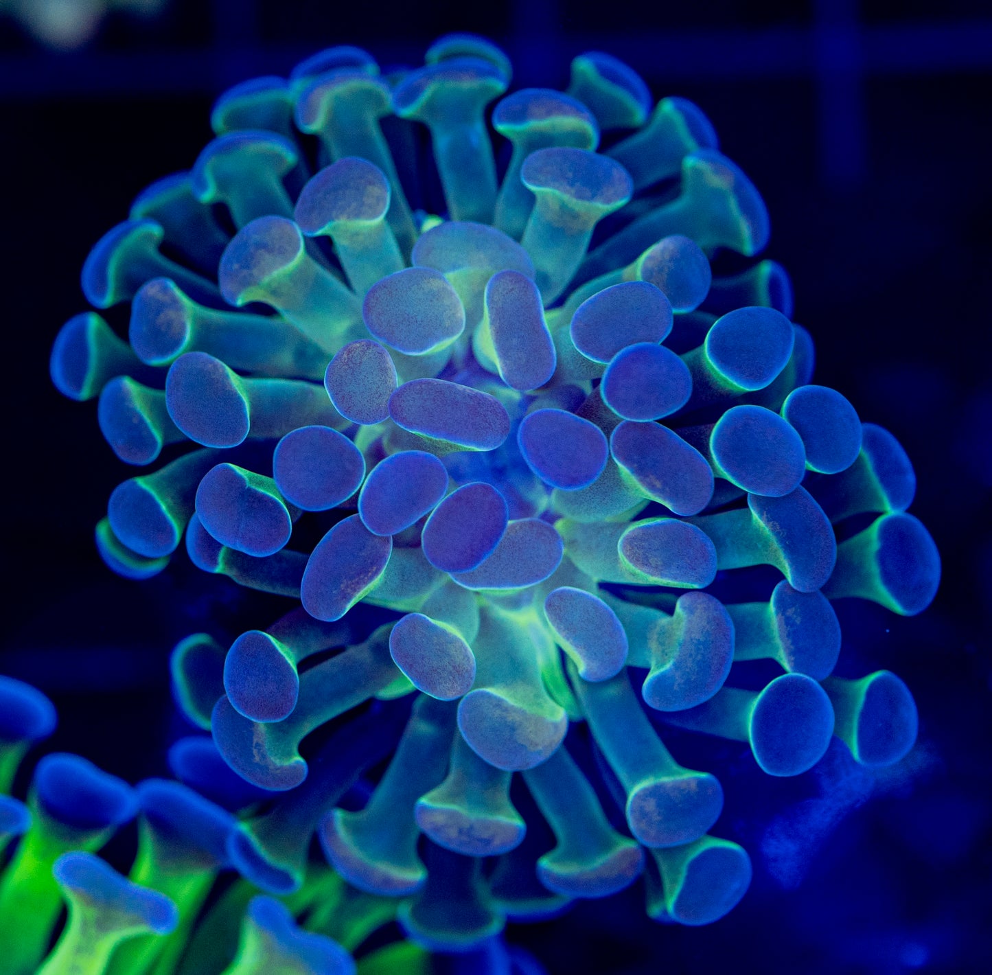 Blue Hologram Hammer