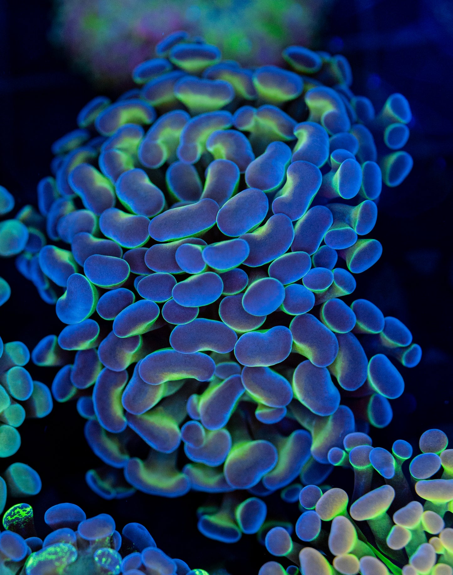 Double head Purple hologram hammer