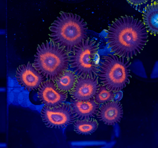 Zoa Frag #6