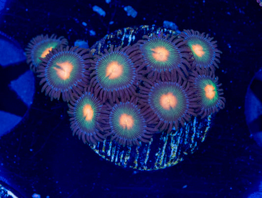 Zoas #2