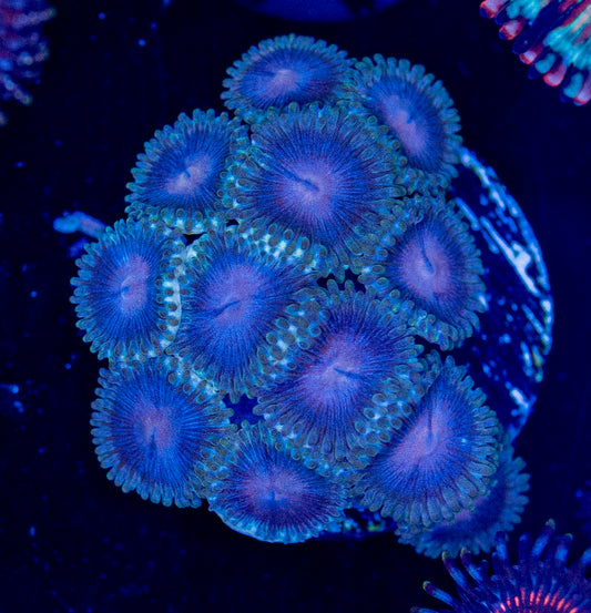 Zoa Frag #7