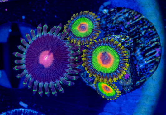 Zoas combo Frag