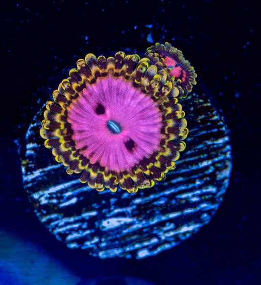 Pink Diamond Zoa