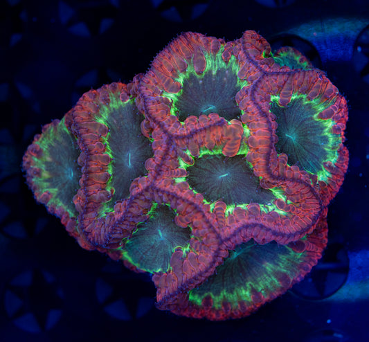 Blasto colony