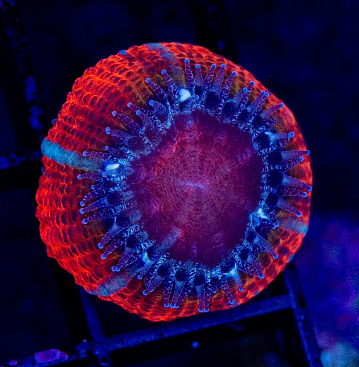 RAS Mango Jungle Acan WYSIWYG