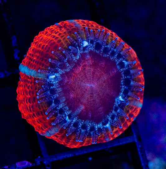 RAS Mango Jungle Acan WYSIWYG
