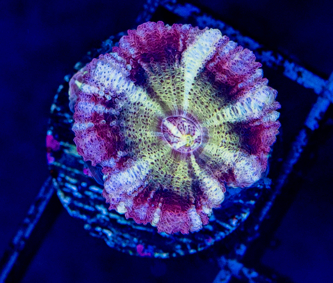 Asian Acan WYSIWYG