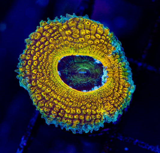 RAS Golden ring Acan WYSIWYG