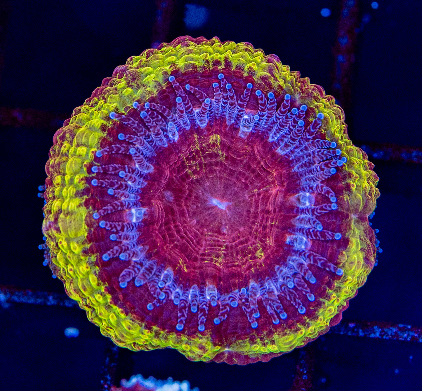 RAS Fireball Acan with babies WYSIWYG