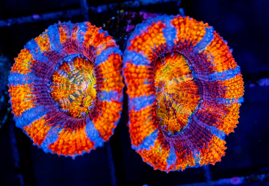 RAS Circus Sunset Rainbow Acan WYSIWYG
