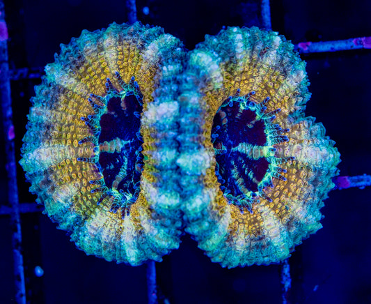 Golden Gate Acan Wysiwyg