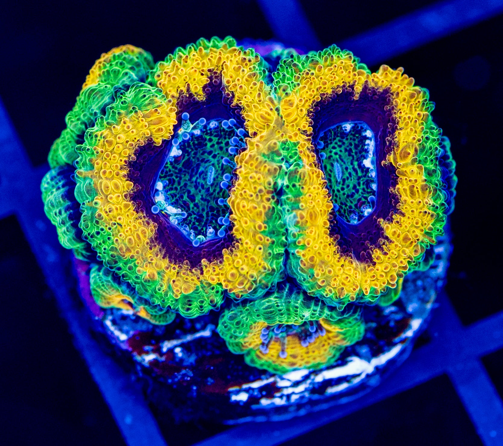 LPS – Reef Aquaculture Specialists
