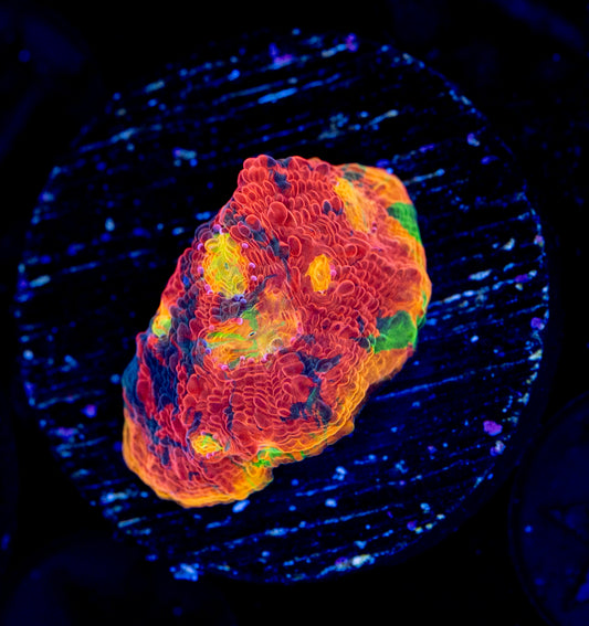 RAS Galactic Acid WYSIWYG 01