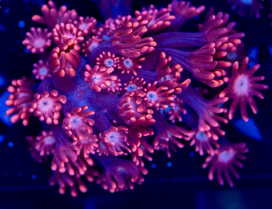 Rare Red Alveopora