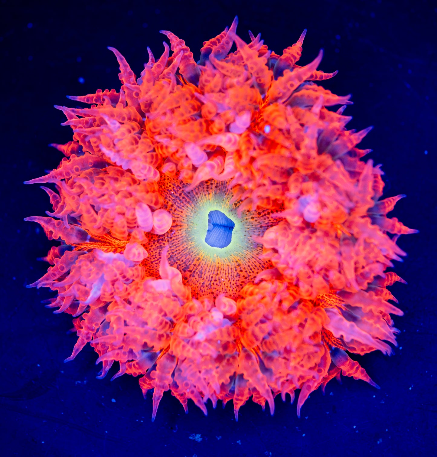 Rock Flower Anemone WYSIWYG 01