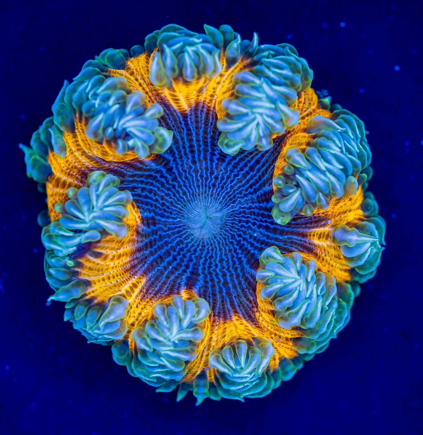 Rock Flower Anemone WYSIWYG 02