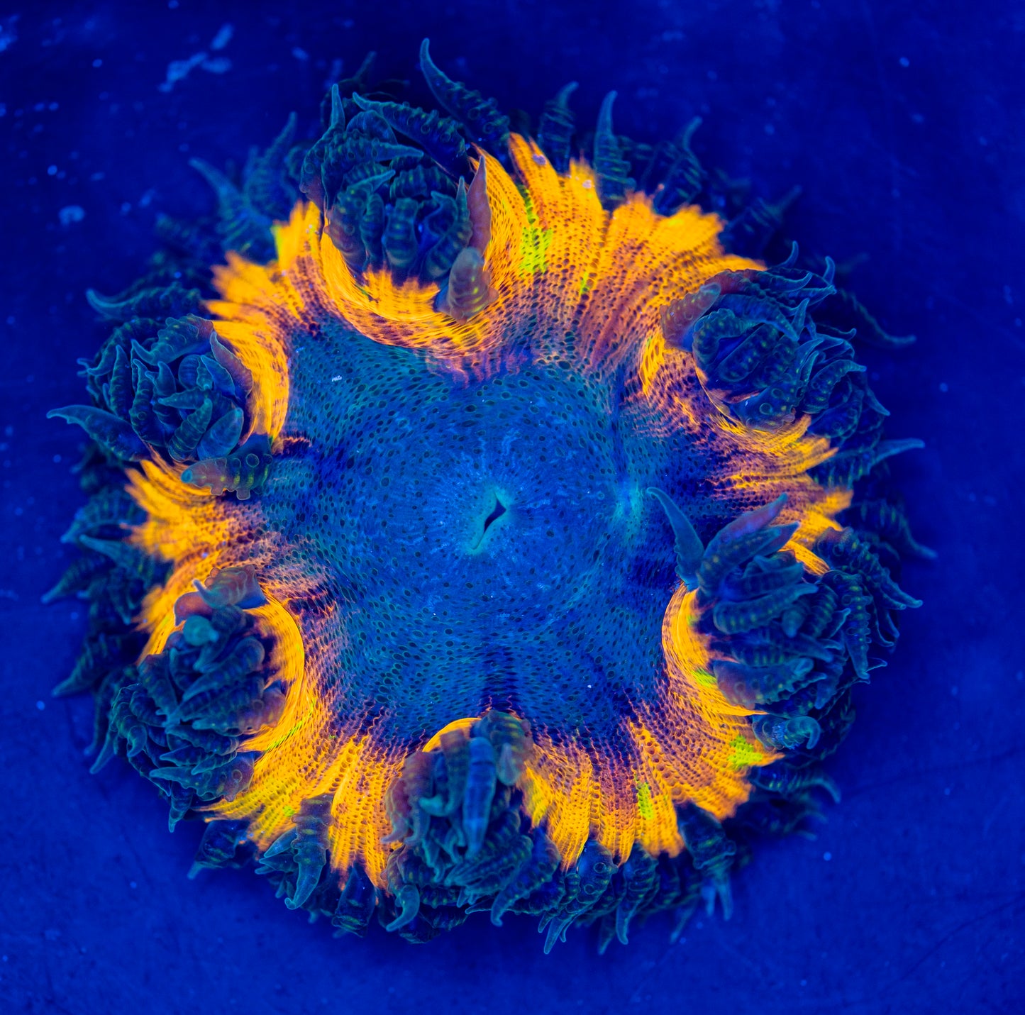 Rock Flower Anemone WYSIWYG 03