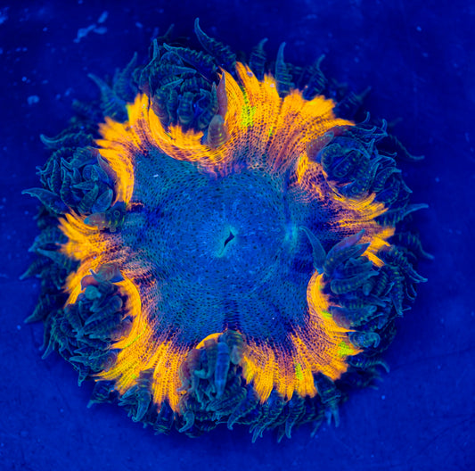 Rock Flower Anemone WYSIWYG 03