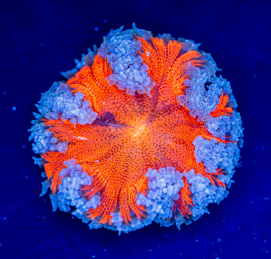 Rock Flower Anemone WYSIWYG 04