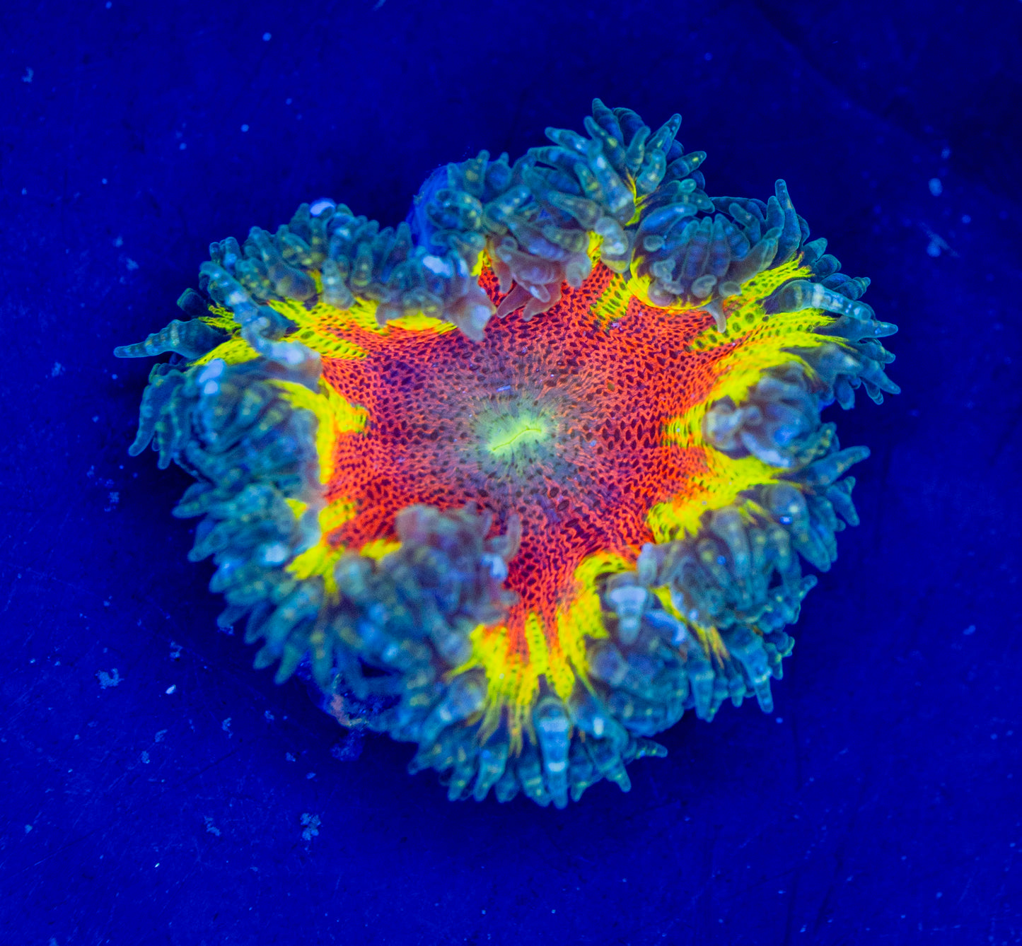Rock Flower Anemone WYSIWYG 06