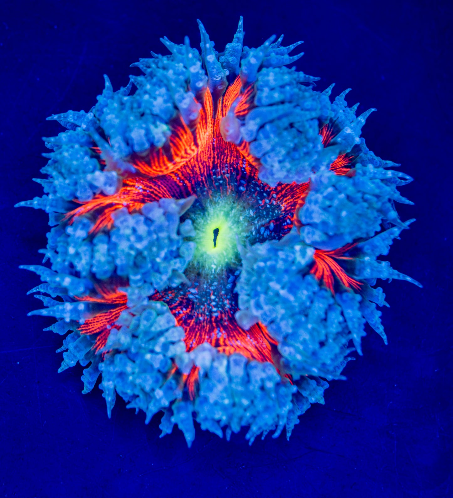 Rock Flower Anemone WYSIWYG 07